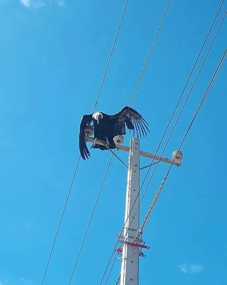 Cóndor muere electrocutado en un poste de media tensión en la comuna de Illapel