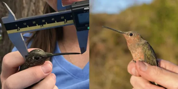 Aww: científicos descubren especie de colibrí más grande del mundo, habita en Chile