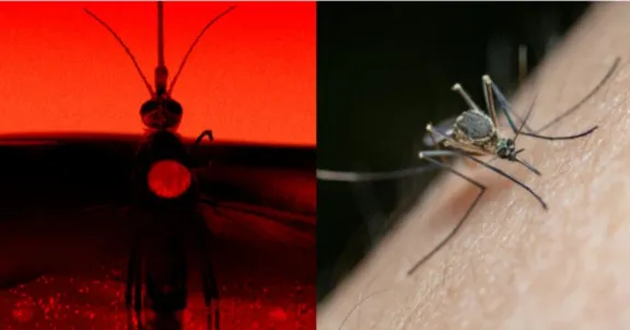 ¿Qué? descubren fábrica en Colombia que produce 30 millones de mosquitos a la semana, sería de Bill Gates
