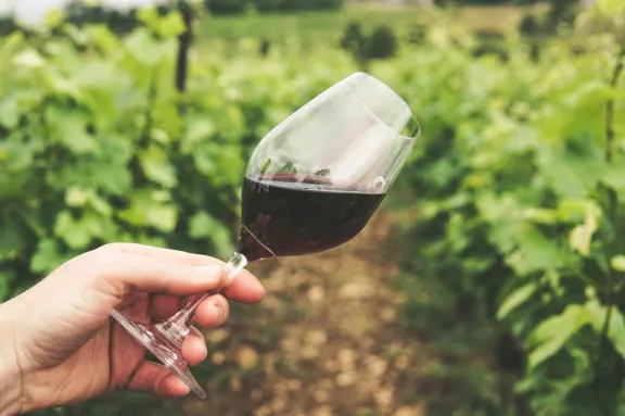 Según ránking internacional: Estas son las 4 marcas chilenas de vino más poderosas del mundo