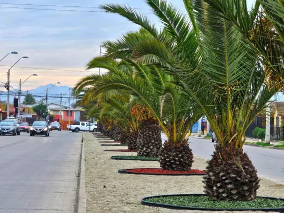 Con hermoseamiento de Av. Schneider avanza la recuperación de espacios públicos en Tierras Blancas