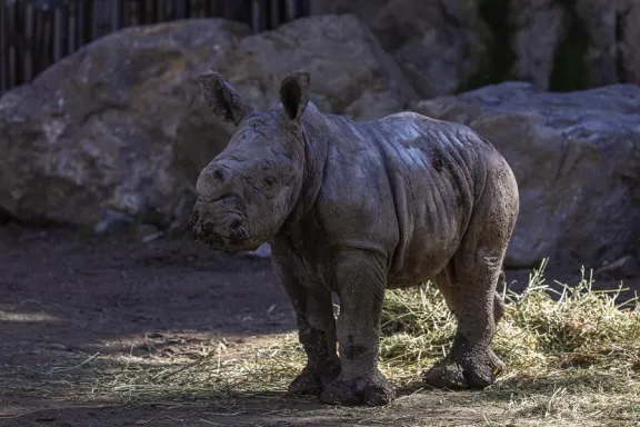 Silverio: Nace en el Buin Zoo la tercera cría de rinoceronte blanco de Sudamérica
