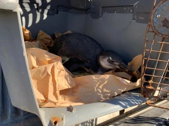 Coquimbo: Con éxito rescatan a pingüino varado en playa de Tongoy