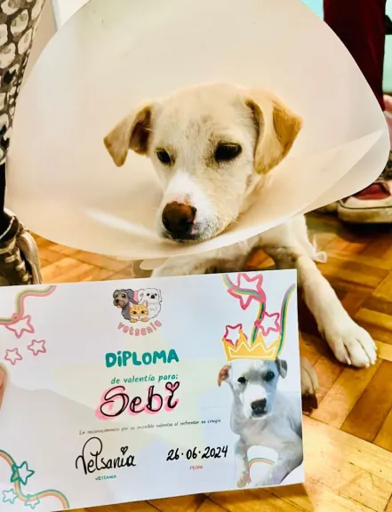 Conoce la increíble historia de superación "Seba", un perrito rescatado que hoy busca un hogar