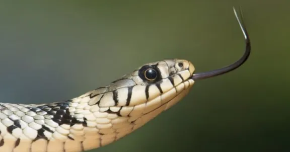 ¿Cazador cazado? Serpiente muere tras ser mordida por un hombre