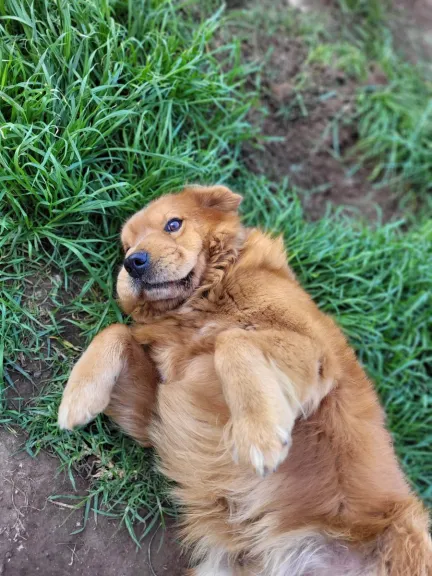 ¿Llevas a tu perro a la nieve? Esto debes considerar para cuidarlo y evitar incluso una intoxicación