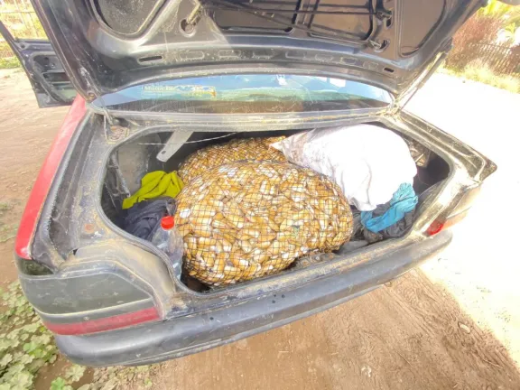 Más de 360 kilos de machas incautadas y siete detenidos deja operativo en Caleta San Pedro de La Serena