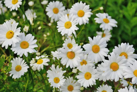 Se acerca la primavera: las temperaturas y precipitaciones que se esperan para los próximos meses