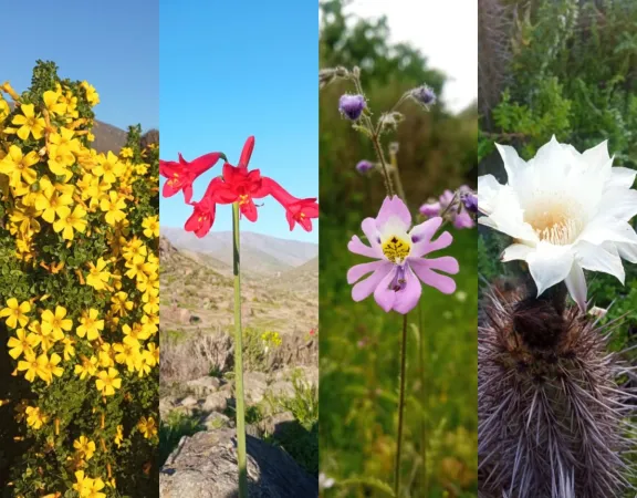 ¿Ocurrirá el Desierto Florido en 2024? Investigadora de CEAZA comenta las probabilidades