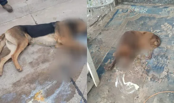 Ovalle: Denuncian masiva matanza de mascotas en sector de Huamalata