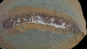 Un fósil reescribe la historia de cómo los vertebrados conquistaron la tierra