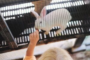 “La granja del tío”, de Malena Blanco: una mirada infantil sobre los animales y el maltrato