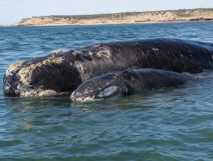 Preocupación en Chubut por la mortandad de ballenas: investigan diversas causas