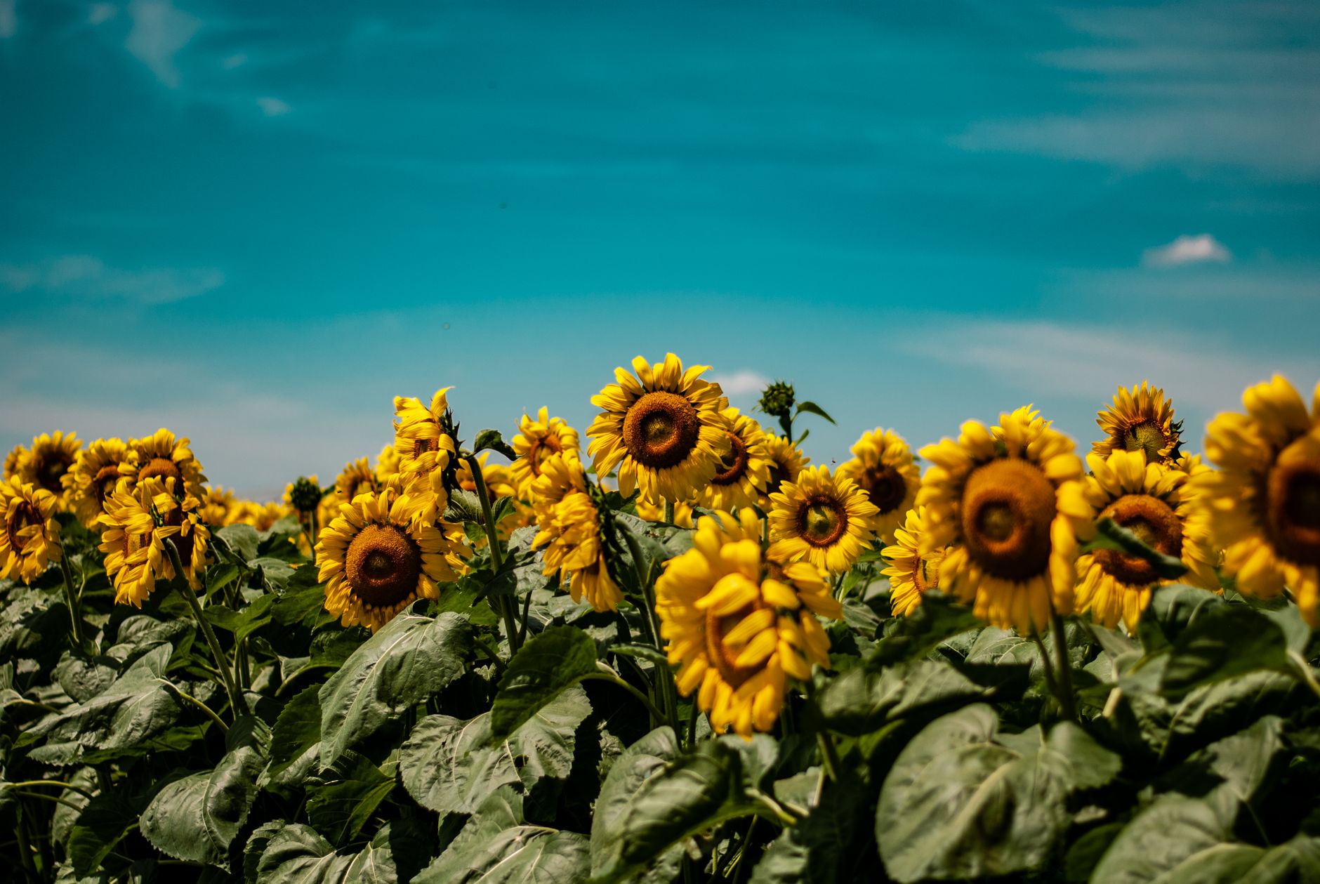"Prohibido pisar los girasoles": una novela sobre el cáncer y los cambios que atraviesan la vida